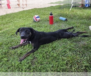 Saoirse Doglando Graduate FH - Female Mutt Dog for Adoption - Photo #3