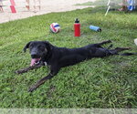Small Photo #3 Mutt Puppy For Sale in Sanford, FL, USA