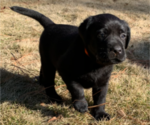 Small Photo #20 Labrador Retriever Puppy For Sale in ATHENS, GA, USA