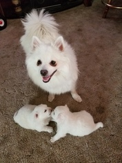 Mother of the American Eskimo Dog (Toy) puppies born on 07/21/2017