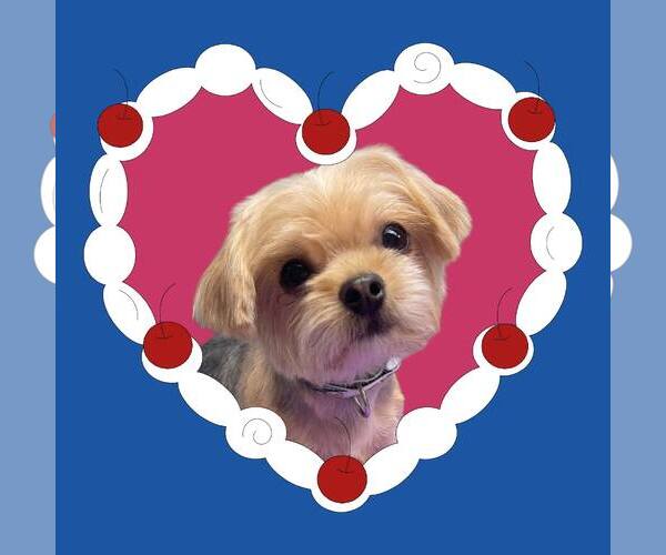 Medium Photo #2 Mutt Puppy For Sale in MECHANICSBURG, PA, USA