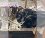 Small #4 Bullboxer Pit