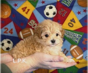 Maltipoo Puppy for sale in WINNSBORO, LA, USA