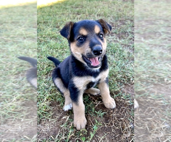 Medium Photo #7 Australian Cattle Dog Puppy For Sale in RAMONA, CA, USA