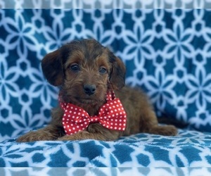 Poodle (Miniature)-Shorkie Tzu Mix Puppy for sale in LAKELAND, FL, USA