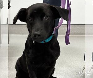 Dachshund-Labrador Retriever Mix Dogs for adoption in Washington, DC, USA