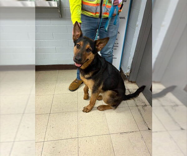 Medium Photo #1 German Shepherd Dog-Unknown Mix Puppy For Sale in Stockton, CA, USA