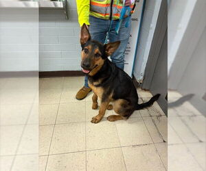 German Shepherd Dog-Unknown Mix Dogs for adoption in Stockton, CA, USA