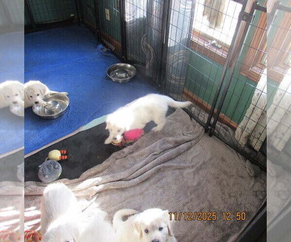 Medium Photo #2 English Cream Golden Retriever Puppy For Sale in NORTHWOOD, OH, USA