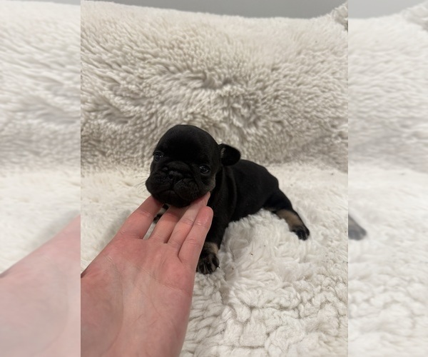 Medium Photo #5 French Bulldog Puppy For Sale in KALISPELL, MT, USA