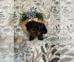 Small Photo #6 Yorkshire Terrier Puppy For Sale in BARNETT, MO, USA