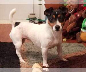 Jack Russell Terrier Puppy for Sale in BERKELEY, New Jersey USA
