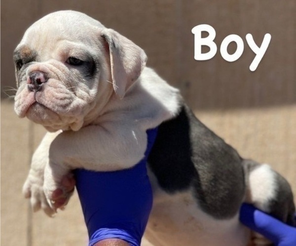 Medium Photo #3 English Bulldog Puppy For Sale in CORONA DEL MAR, CA, USA