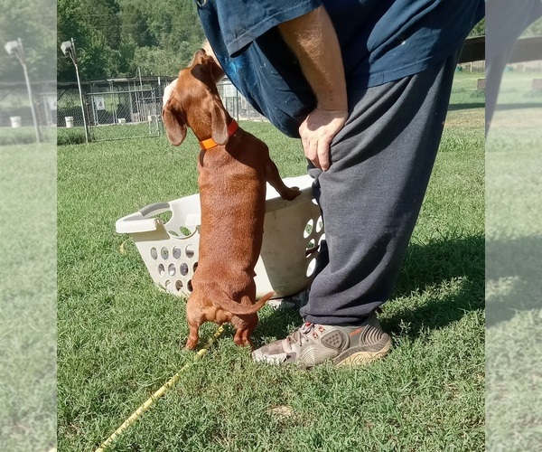 Medium Photo #1 Dachshund Puppy For Sale in HACKETT, AR, USA