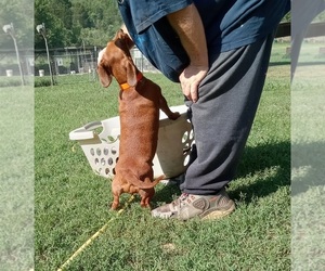 Father of the Dachshund puppies born on 06/24/2026