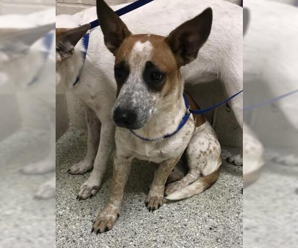 Medium Photo #1 Mutt Puppy For Sale in Conroe, TX, USA