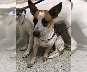 Mutt Dogs for adoption in Conroe, TX, USA