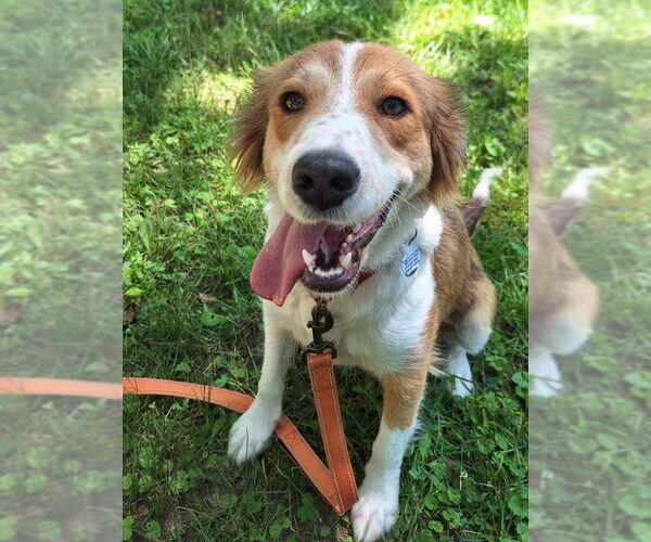 Medium Photo #2 Border-Aussie Puppy For Sale in House Springs, MO, USA