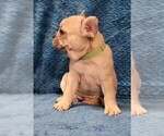 Small Photo #9 French Bulldog Puppy For Sale in WINDYVILLE, MO, USA