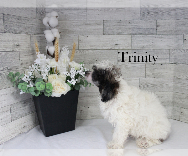 Medium Photo #2 Poodle (Miniature) Puppy For Sale in CHANUTE, KS, USA