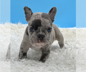 French Bulldog Dog for Adoption in CARROLLTON, Texas USA