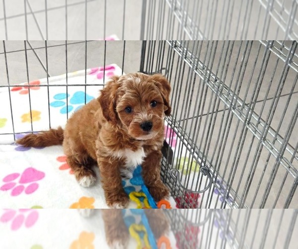 Medium Photo #6 Cavapoo (Miniature)-Poodle (Toy) Mix Puppy For Sale in ORO VALLEY, AZ, USA