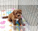 Small #5 Cavapoo (Miniature)-Poodle (Toy) Mix