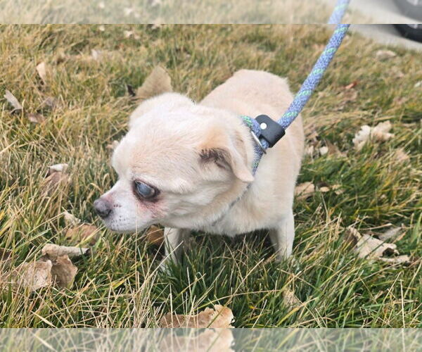 Medium Photo #3 Chug Puppy For Sale in Salt Lake City, UT, USA