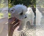 Small Photo #1 Maltese Puppy For Sale in OCALA, FL, USA