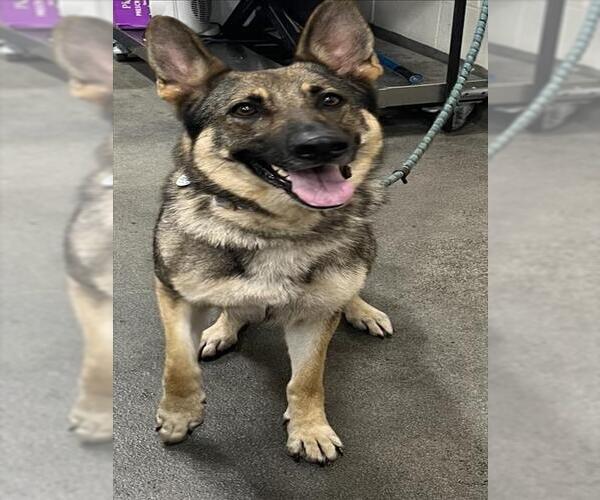 Medium Photo #1 German Shepherd Dog Puppy For Sale in Forestville, MD, USA