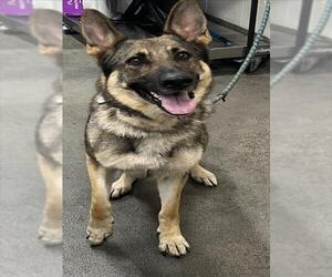 German Shepherd Dog Dogs for adoption in Forestville, MD, USA