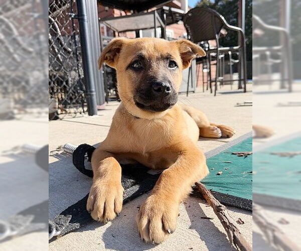 Medium Photo #4 Labrador Retriever-Unknown Mix Puppy For Sale in Genesee, WI, USA