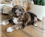 Small Photo #3 Australian Shepherd-Doodle Mix Puppy For Sale in RUDY, AR, USA