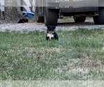 Small Photo #60 Miniature Australian Shepherd Puppy For Sale in SIGNAL MOUNTAIN, TN, USA