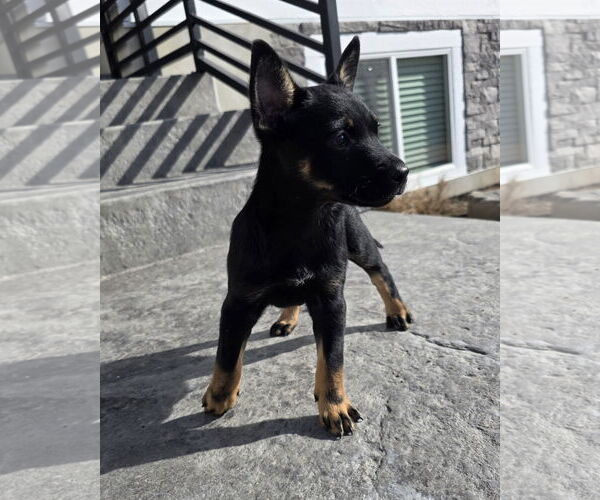 Medium Photo #2 Australian Kelpie-Unknown Mix Puppy For Sale in MIDWAY, UT, USA