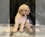 Image preview for Ad Listing. Nickname: Mr Blue