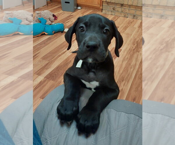 Medium Photo #1 Mastiff-Unknown Mix Puppy For Sale in Lakewood, CO, USA