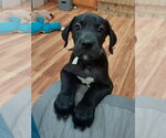 Small Mastiff Mix