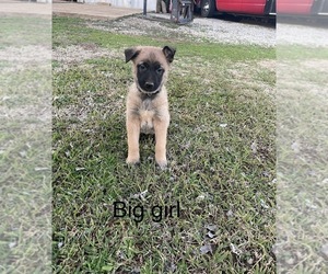 Belgian Malinois Puppy for sale in DANVILLE, AL, USA