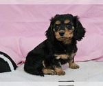 Small Photo #7 Dachshund Puppy For Sale in CLARK, MO, USA
