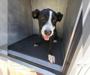 Labrador Retriever-Unknown Mix Dogs for adoption in San Antonio, TX, USA