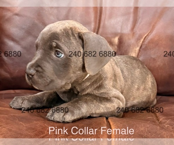 Medium Photo #2 Cane Corso Puppy For Sale in LA PLATA, MD, USA