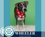 Small #1 Beagle-Pointer Mix