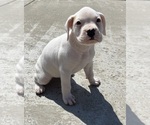 Small Photo #4 Boxer Puppy For Sale in MURFREESBORO, TN, USA