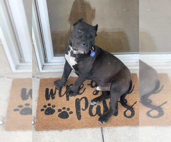 Medium Photo #1 Mutt Puppy For Sale in Camarillo, CA, USA