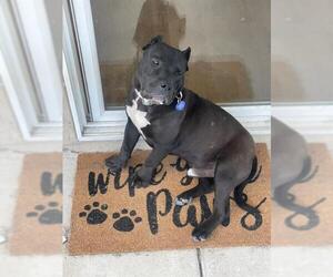 Mutt Dogs for adoption in Camarillo, CA, USA