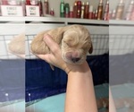 Litter of 6 - Male(s) and Female(s) Golden RetrieverLitter of Puppies for Sale - Photo #4
