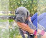 Small Photo #14 Cane Corso Puppy For Sale in DORCHESTER, SC, USA