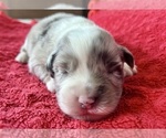 Small #3 Australian Shepherd