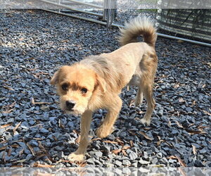 AC - Male Border Terrier-Unknown Mix Dog for Adoption - Photo #2